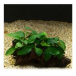 Anubias Barteri 5-6 Yapraklı Canlı Bitki