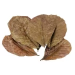 Doğal Catappa Yaprağı XL