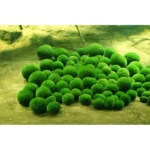 Moss Ball 2 Cm