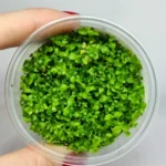 Monte Carlo Zemin bitkisi (İnvitro)