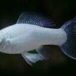 Ay kuyruk platinum molly