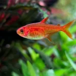 Ember tetra