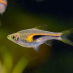 Rasbora Hengeli