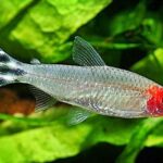 Kırmızı Burun Tetra