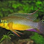 Nigerian Green Kribensis