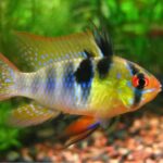 papiliochromis ramirezi