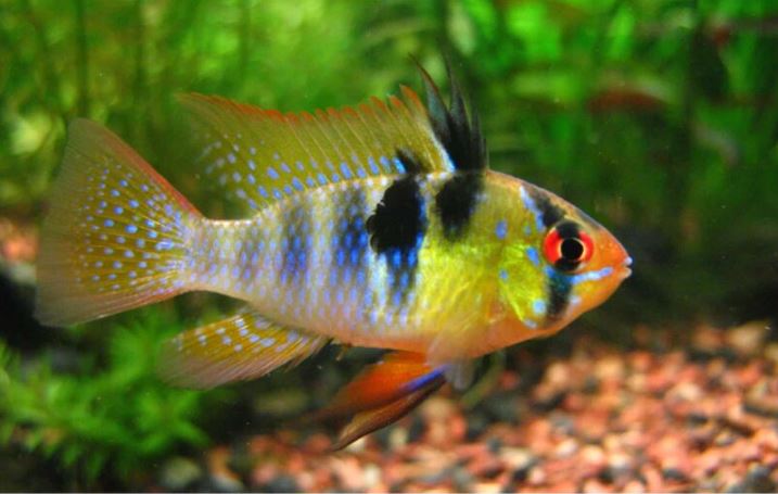 Ekran Alıntısı papiliochromis ramirezi - Görsel 1