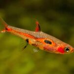 Rasbora Maculata (Sivrisinek)