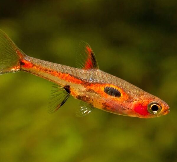Rasbora Maculata (Sivrisinek)