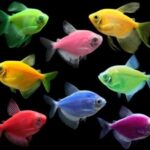 Trans Genetik Tetra