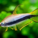 İmparator Tetra Balığı