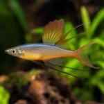Iriatherina werneri