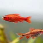 Kiraz Tetra