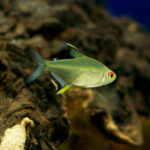 Limon Tetra
