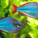 Neon dwarf rainbow