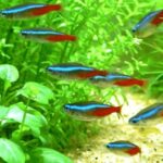 Neon Tetra